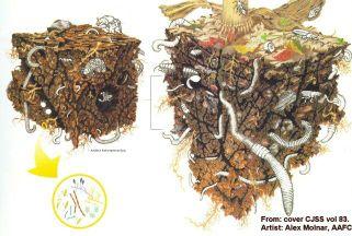 Soil Ecology The soil biological community can weigh from 1100 to 14000 kg/ha; a