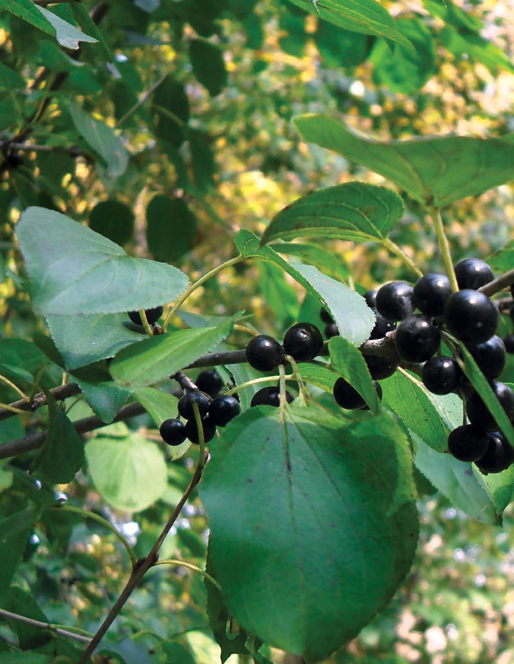 BUCKTHORN What You Should Know.