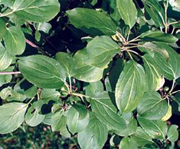Common buckthorn Rhamnus cathartica SHAPE OF PLANT 10 25 feet tall; oval form; upright; frequently multi-stem HABITAT Dry to moist areas such as woodlands,