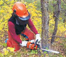 Janet Van Sloun, City of Minnetonka What you can do to control buckthorn Cut stump treatment Buckthorn plants that are 2 inches in diameter or larger are best controlled by cutting the stem at the