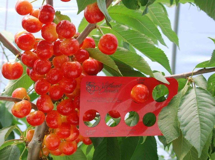 Fruiting Wall Cherries - A narrow canopy improves light penetration & distribution, producing fruit