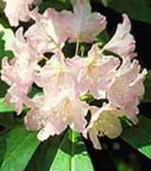 Plant Data Sheet Pacific Rhododendron Rhododendron macrophyllum picture taken from http://www.cnr.vt.edu/dendro/dendrology/syllabus/rmacrophyllum.