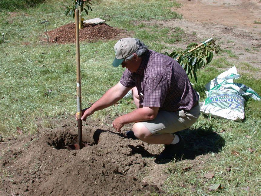 The Proper Method to Plant an Avocado Tree Figure 1.