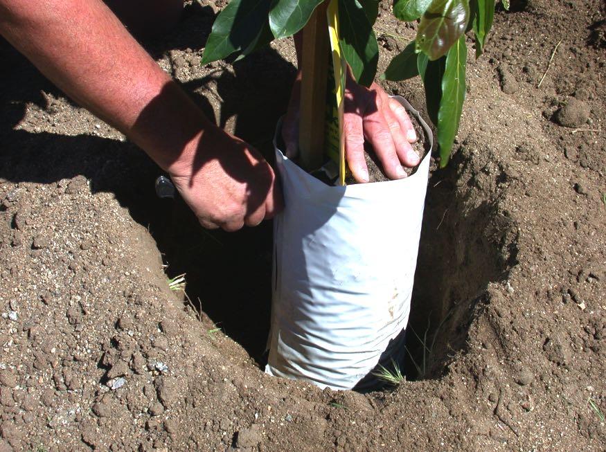 If the tree comes in a pot with a bottom, the tree is carefully removed from the pot and set into the hole.