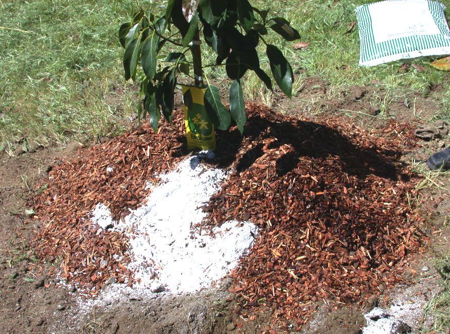 Gypsum is applied at the rate of 10-20 lbs per tree.