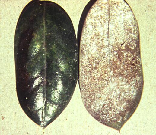 Tea scale Recognition: Tops of leaves show yellow markings typical of piercing-sucking insect feeding. Undersides of leaves are white from the white waxy threads produced by large numbers of scales.