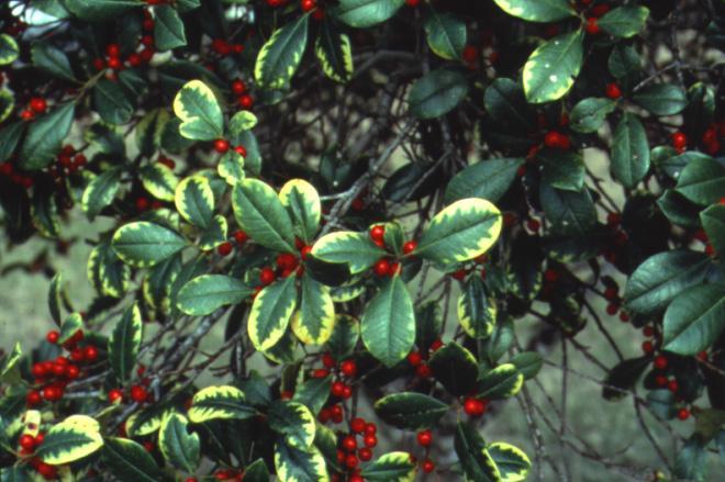 considered susceptible, while Ilex cornuta 'Burfordii' is considered tolerant. Management recommendations: Keep plants as healthy as possible with adequate water and fertilizer to support new roots.
