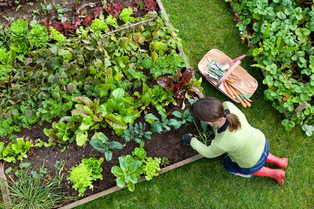 Part of a series of articles on organics Grow Your Own Organic Food By Stephanie Davio What s better than both local and organic? Food that you grow yourself organically, of course.