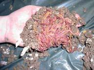 moss, straw) Chop scraps and mix an equal amount of dry (Small Space Composting) Worm