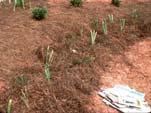 Remove weeds before applying D t b di i Mulch Material Leaves (chopped) Newspaper- Applied 3-4 sheets thick and covered with organic