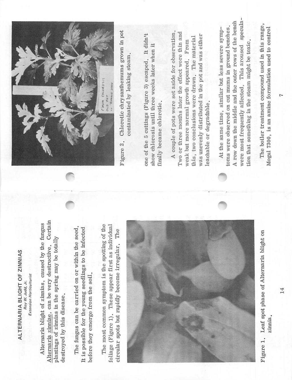 Figure 2. Chlorotic chrysanthemums grown in pot contaminated by leaking steam. one of tlie 5 cuttings (Figure 3) escaped.