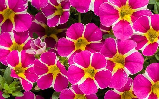 SUPERBELLS Rising Star Calibrachoa hybrid Landscape Info: Features & Benefits: USDA zone: 9-11 Rich magenta pink calibrachoa petals intersected by a bright yellow/white star pattern.