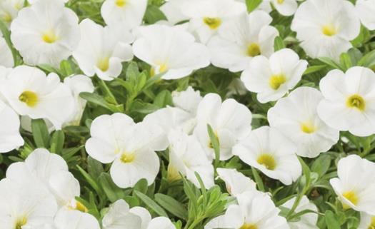 SUPERBELLS White Imp Calibrachoa hybrid Landscape Info: Features & Benefits: USDA zone: 9-11 Matches Superbells Yellow Improved habit perfectly, and improved flower coverage.