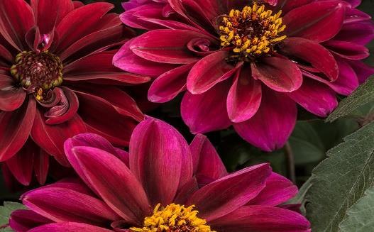 DAHLIGHTFUL Crushed Crimson Dahlia hybrid Landscape Info: Features & Benefits: USDA zone: 8-11 Two new colors in the dark-leaved Dahlightful Dahlia Series: Crushed Crimson and Tupelo Honey join