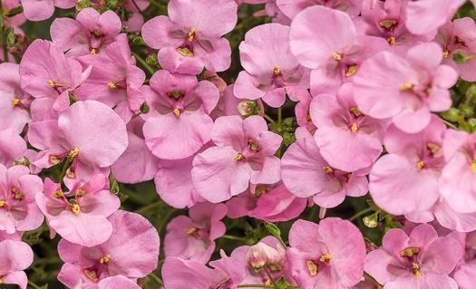 FLIRTATION Pink Imp Diascia hybrid Landscape Info: Features & Benefits: USDA zone: 9-10 FLIRTATION Pink Imp has improved flower color, huge flowers, improved flower coverage, and improved heat