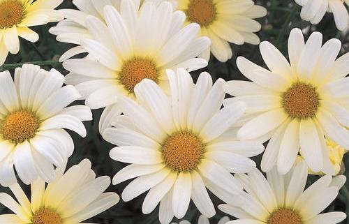 Vanilla Butterfly Imp Argyranthemum frutescens Landscape Info: Features & Benefits: USDA zone: 9-11 Newly designed series in three perfectly matched forms, Golden Butterfly, Pure White Butterfly,