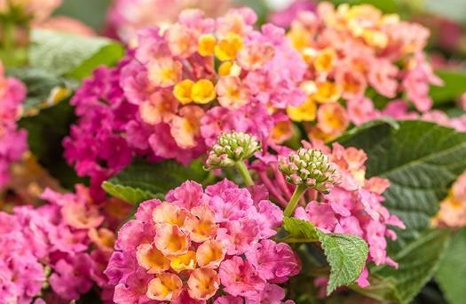 LUSCIOUS ROYALE Cosmo Lantana camara Landscape Info: Features & Benefits: USDA zone: 9-11 Now part of a new Royale Collection of the Luscious Lantanas: Royale Pina Colada, and Royale Cosmo.