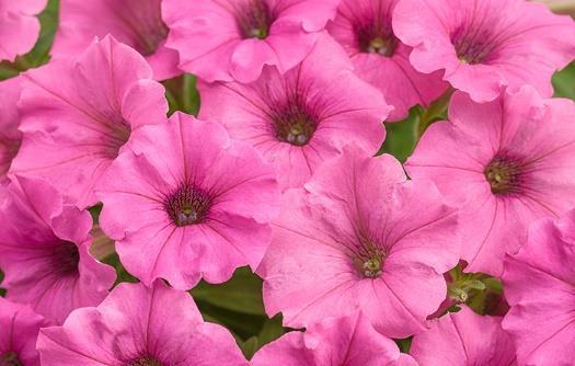 SUPERTUNIA Hot Pink Charm Petunia hybrid Landscape Info: Features & Benefits: USDA zone: 10-11 Supertunia Charm petunias are vigorous with slightly mounded habits and can be used as both fillers and
