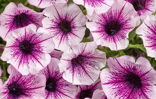 SUPERTUNIA Mulberry Charm Petunia hybrid Landscape Info: Features & Benefits: USDA zone: 10-11 Has the same flower color as Supertunia Bordeaux only in a smaller more compact growth habit with