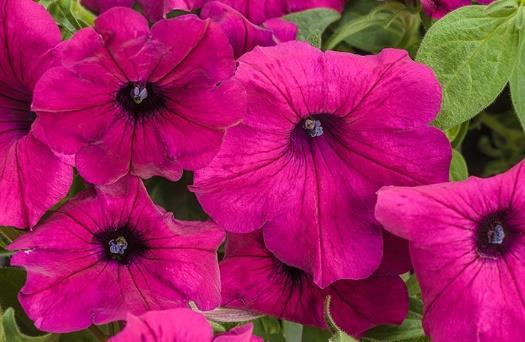 SUPERTUNIA Royal Magenta Imp Petunia hybrid Landscape Info: Features & Benefits: USDA zone: 10-11 Improved habit, more compact, also improved flower coverage but the same great flower size and color.