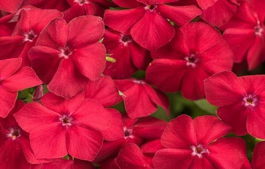 INTENSIA Red Hot Phlox hybrid Landscape Info: Features & Benefits: USDA zone: 10-11 A TRUE red that gives you nonstop color with minimal care. A Gardeners Dream!