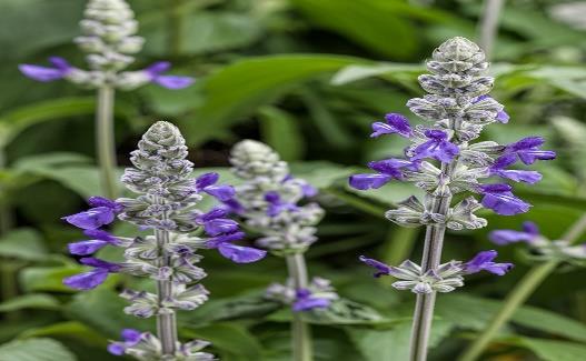 Rockin Playin' the Blues Imp Salvia longispicata x farinacea Landscape Info: Features & Benefits: USDA zone: 7-10 More compact plant, with better branching. Beautiful blue flowers all summer long.