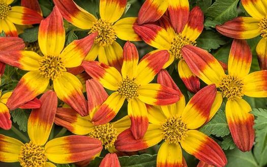 CAMPFIRE Fireburst Imp Bidens hybrid Landscape Info: Features & Benefits: USDA zone: Mature height: 9-11 12-18" More vibrant colors, with larger flowers.
