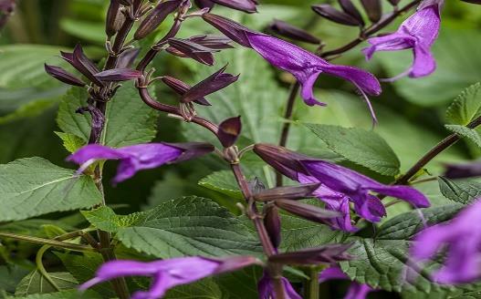 Rockin Deep Purple Salvia hybrid Landscape Info: Features & Benefits: USDA zone: 9-10 More compact, well-branched, less rangy, darker foliage than Amistad. Perfect thriller for pots and landscapes.