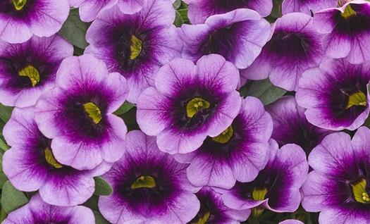 SUPERBELLS Blue Moon Punch Calibrachoa hybrid Landscape Info: Features & Benefits: USDA zone: 9-11 Similar in habit to and vigor to Superbells Pink, with great flower coverage and large scalloped