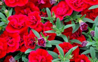 SUPERBELLS Double Ruby Calibrachoa hybrid Landscape Info: Features & Benefits: USDA zone: 9-11 A new Superbells Series with two great double flowering Calibrachoa: Superbells Double Ruby and Mature