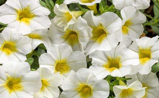 SUPERBELLS Over Easy Imp Calibrachoa hybrid Landscape Info: Features & Benefits: USDA zone: 9-11 Beautiful clear white, large flowers with tiny but intense yellow throat.