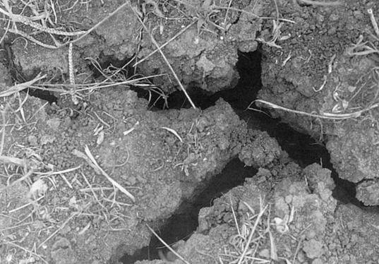 Massive Structure Soil has no visible structure, is hard to break apart and appears in very large clods.