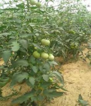 82 2) Major Differences between Ground-Grown (Soil) and Soilless Crop Production: Fig 6.1 Tomatoes Growing in Soil; Fig 6.