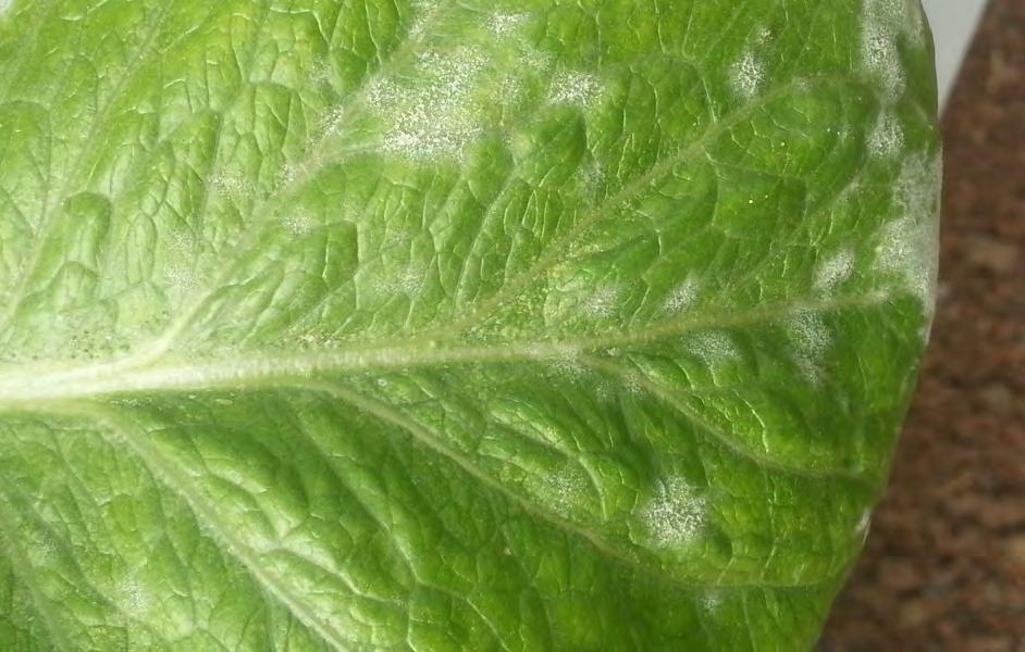 13: Pictures of common diseases of vegetables: Mildew (Fungus); Fig 6.14: Canker or Blight (bacteria); Fig 6.