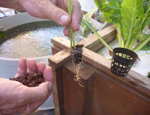 67 Take one seedling and place it into a net cup allowing the end of the roots to dangle below the bottom of the cup.