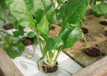 This method is recommended if vegetable seeds are accessible as it avoids the transplant shock seedlings experience when
