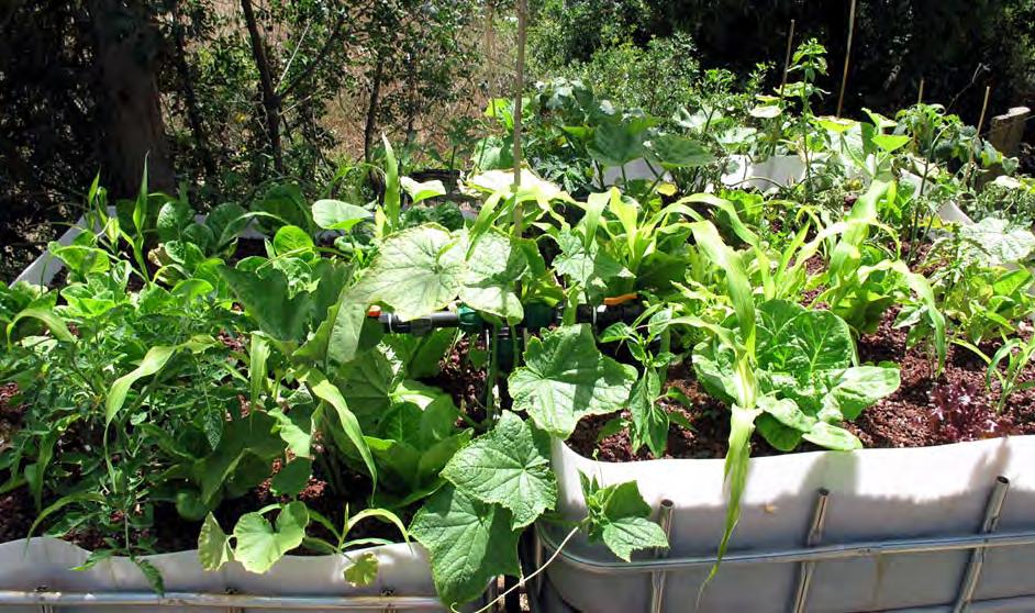 95 Encouraging Plant Diversity: Fig. 6.23 Example of 2 Grow Beds Growing Multiple types of Vegetables In general more mixing of various crops and varieties provides a degree of security to the grower.
