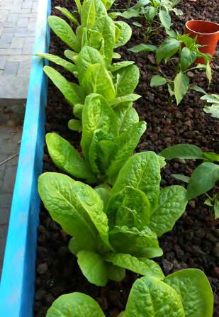 This will ensure that in cases of problems, you will never have to remove all the plants in the unit Maximizing Space: It makes sense to plant vegetables with short grow-out periods (such as salad