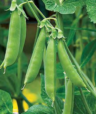 Cool Season Legumes: Garden Peas (Can be