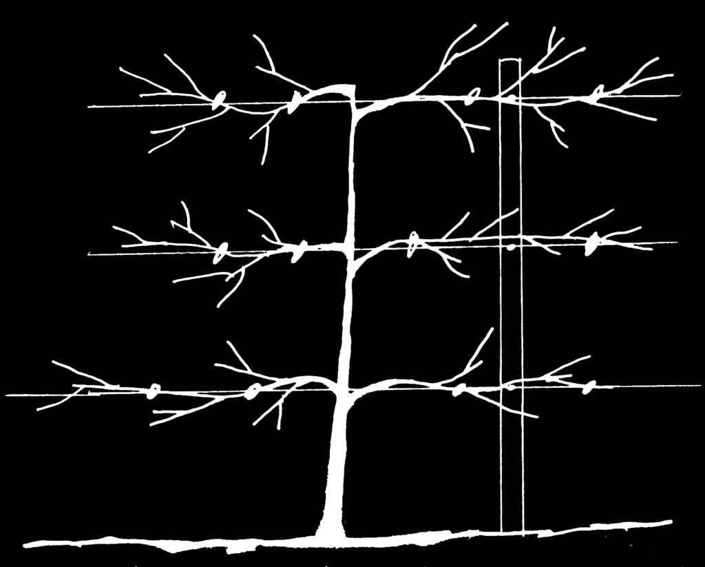 Figure 10. The dwarf tree is supported by a post and wire trellis system. Figure 11. Espalier training system. Shoots are tied to a wire, fence or building for support.
