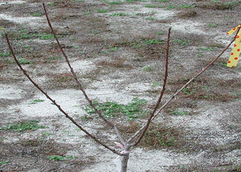Training and Pruning Florida Peaches, Nectarines, and Plums 3 Figure 4. During year 1 dormant pruning, four major scaffold limbs have been selected to form the open center canopy.