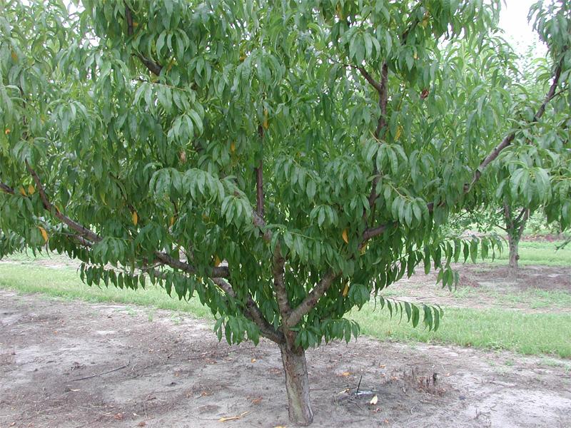 Plums tend to grow more upright than peaches and nectarines and branch more densely, requiring a different pruning strategy.