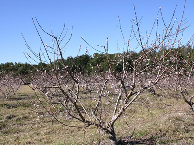 Training and Pruning Florida Peaches, Nectarines, and Plums 5 Figure 9. Peach trees pruned in March during bloom. wood like peaches and nectarines.