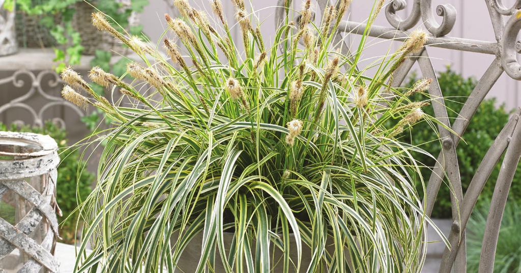 5-9 12-18" 18-24" CAREX X RBB FALLS CAREX MRRW CE DACE Care Ribbon Falls is the green version of the super vigorous Feather Falls so you