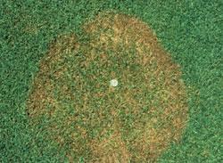 Brown Patch Brown patch on bentgrass photo: U Mass Brown patch is a common fungal disease of fescues, perennial ryegrass and bentgrass.