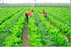 + Urban agricultural development. b/ Solutions: - Develop the plan for investment in production clusters, e.g. vegetable plantation, aquaculture along the Tam Ky and Truong Giang Rivers, new rural area in Tam Ngoc commune.