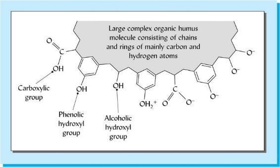 Humus: What It Does High surface area Very small in particle size Charged sites at many