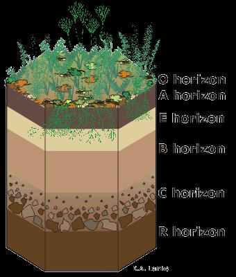 Soil Horizons O organic material A mineral and organic