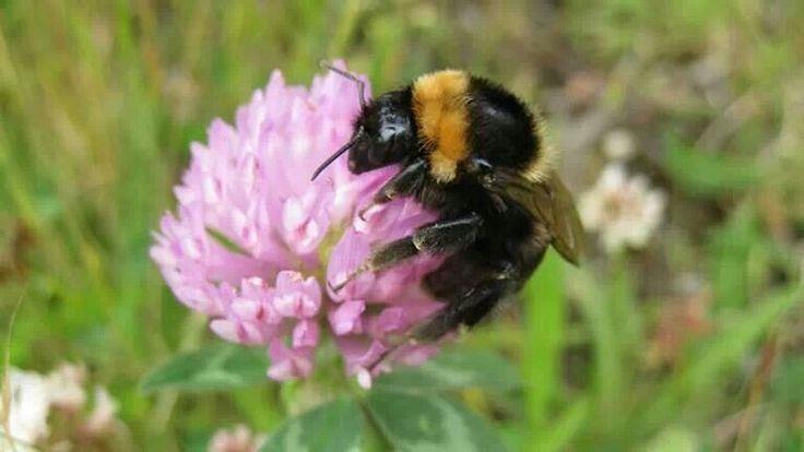 Restore: RS6 Green Lanes for Bumblebees Project Elements: Provision of professional advice Post-grad