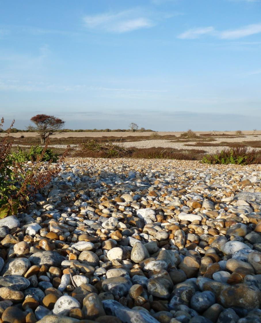 Restore: RS1 Shingle on the Cusp (Vegetated Shingle Project) 2000ha of vegetated shingle habitat on Romney Marsh Threats from visitor pressures, gravel extraction, climate change and over grazing by